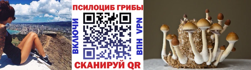 Псилоцибиновые грибы GOLDEN TEACHER  Купить закладки  Отрадная 